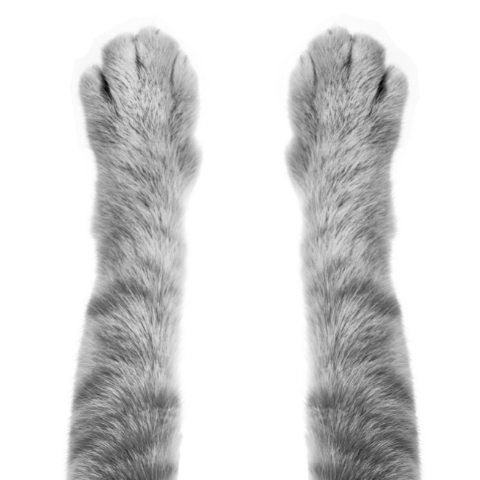 Black and white image of cats paws